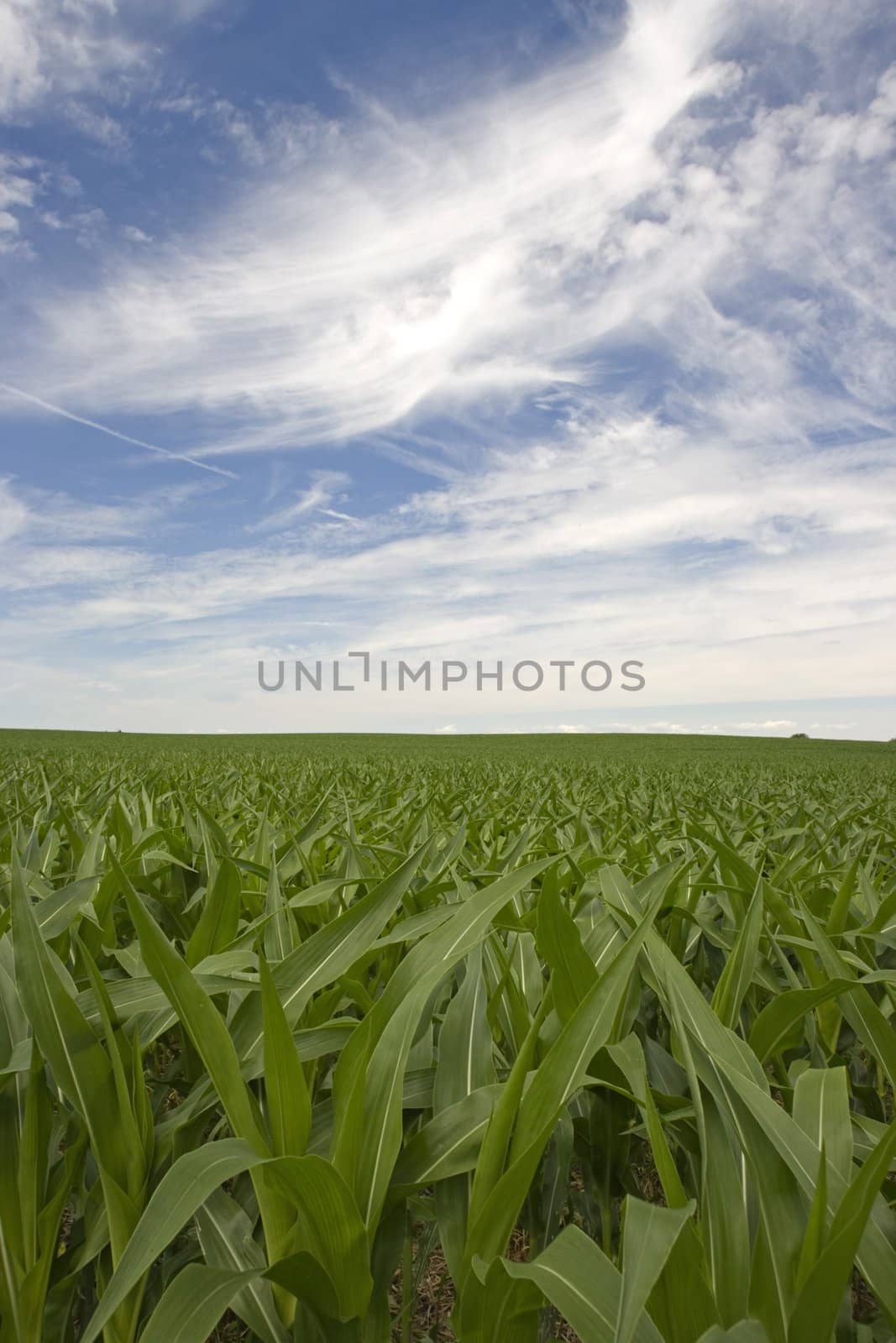 Growing Corn Field - Indiana, USA