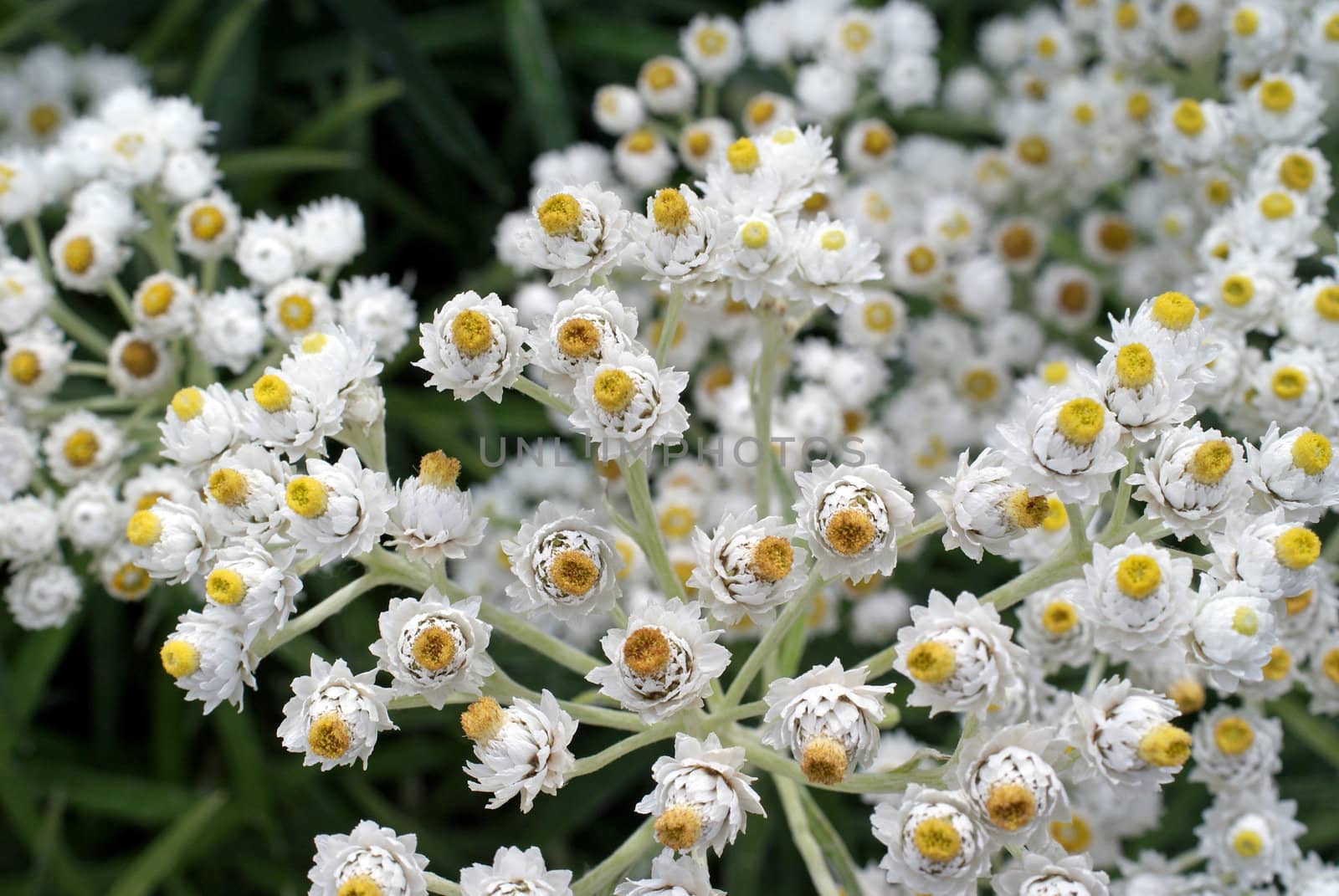 A close up of white Achillea ptarmica flowers, "The Pearl" group. Photographed in Salo, Finland in August 2010.