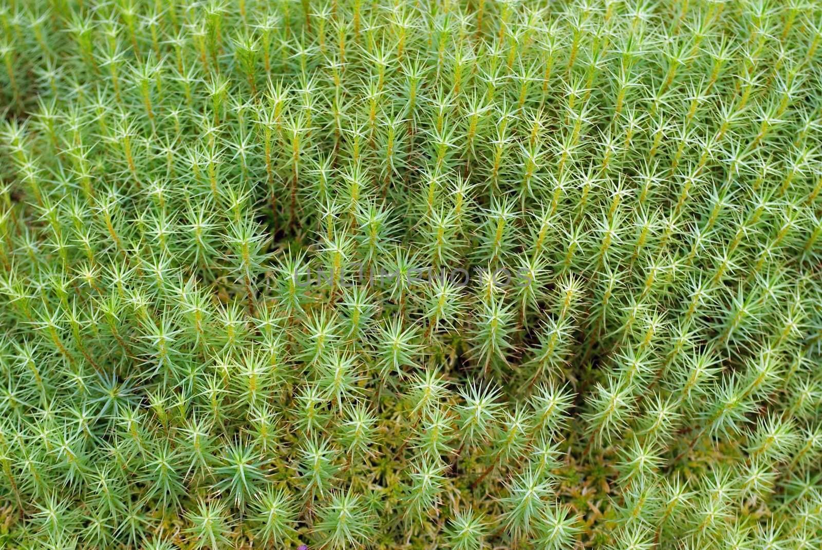  	A close up of Green Common Haircap Moss (Polythricum commune) in forest after heavy rainfall. Can be used as background.