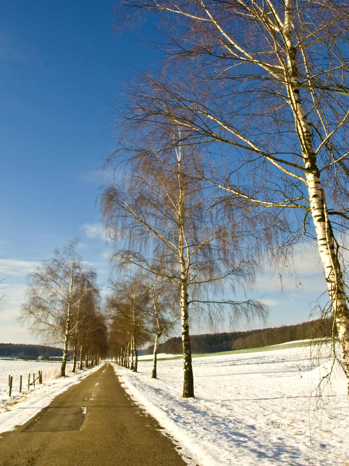 Alley with birchs in winter