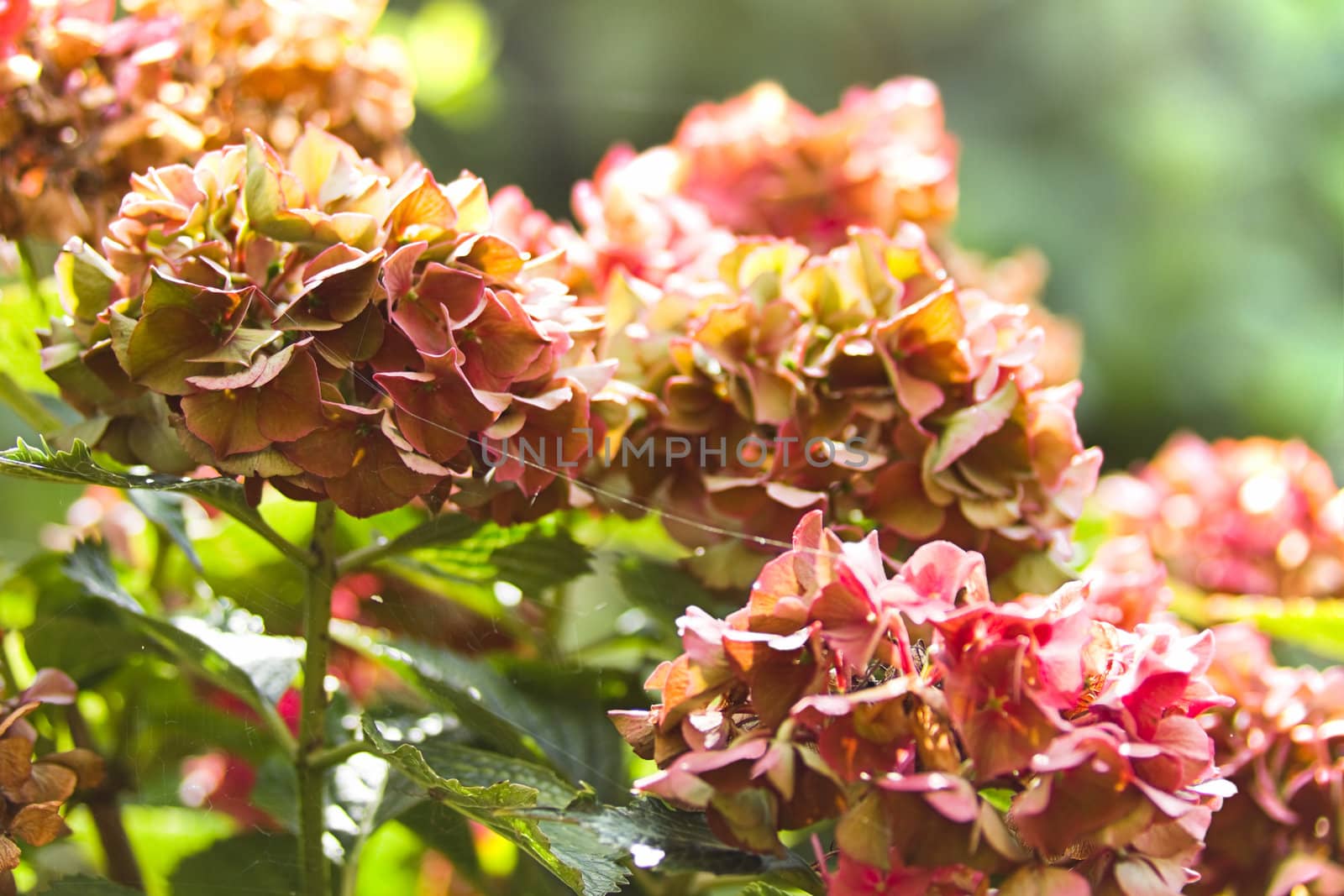 Hydrangea or Hortensia flowers in autumn by Colette