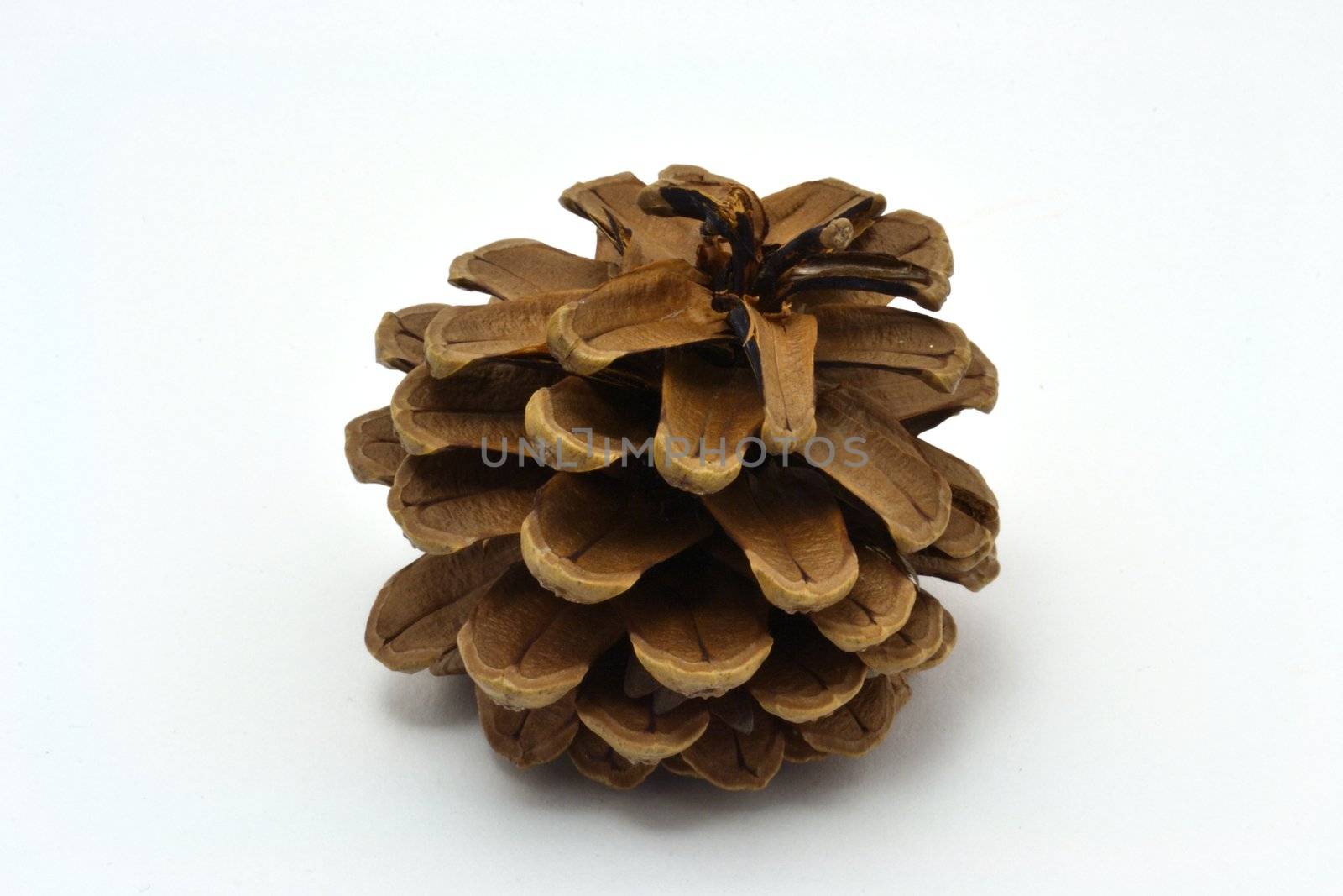 The Crimean pine cone by Autre