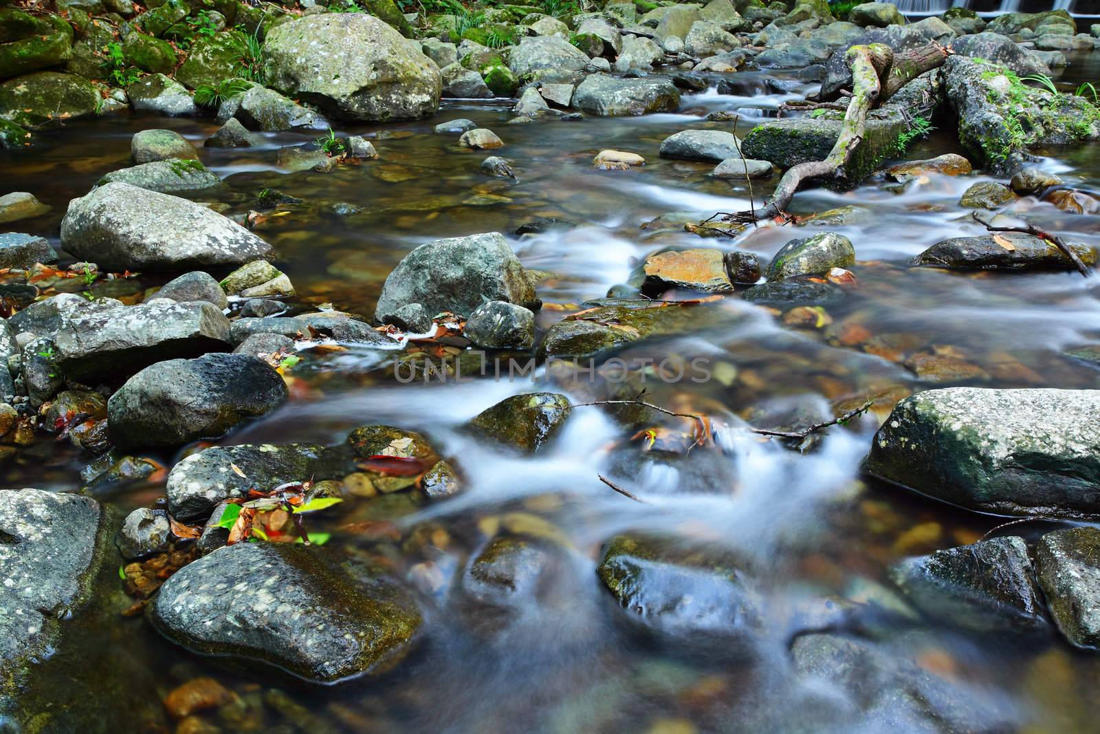 water spring in forest