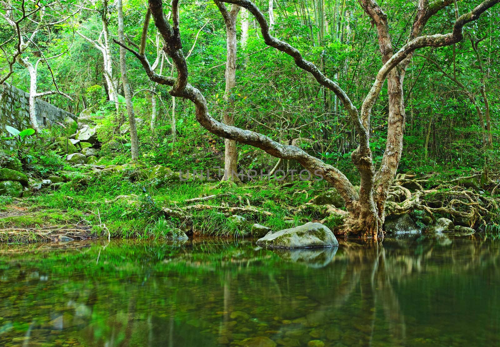 tree in water