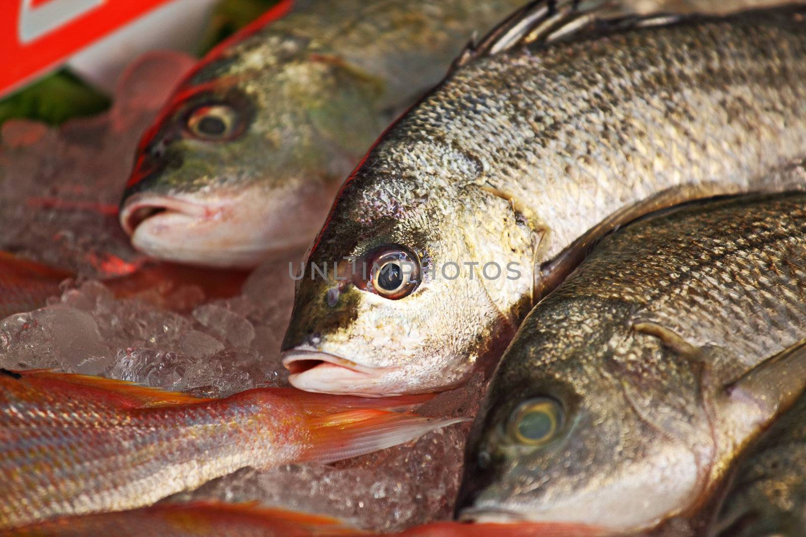 fish for sale