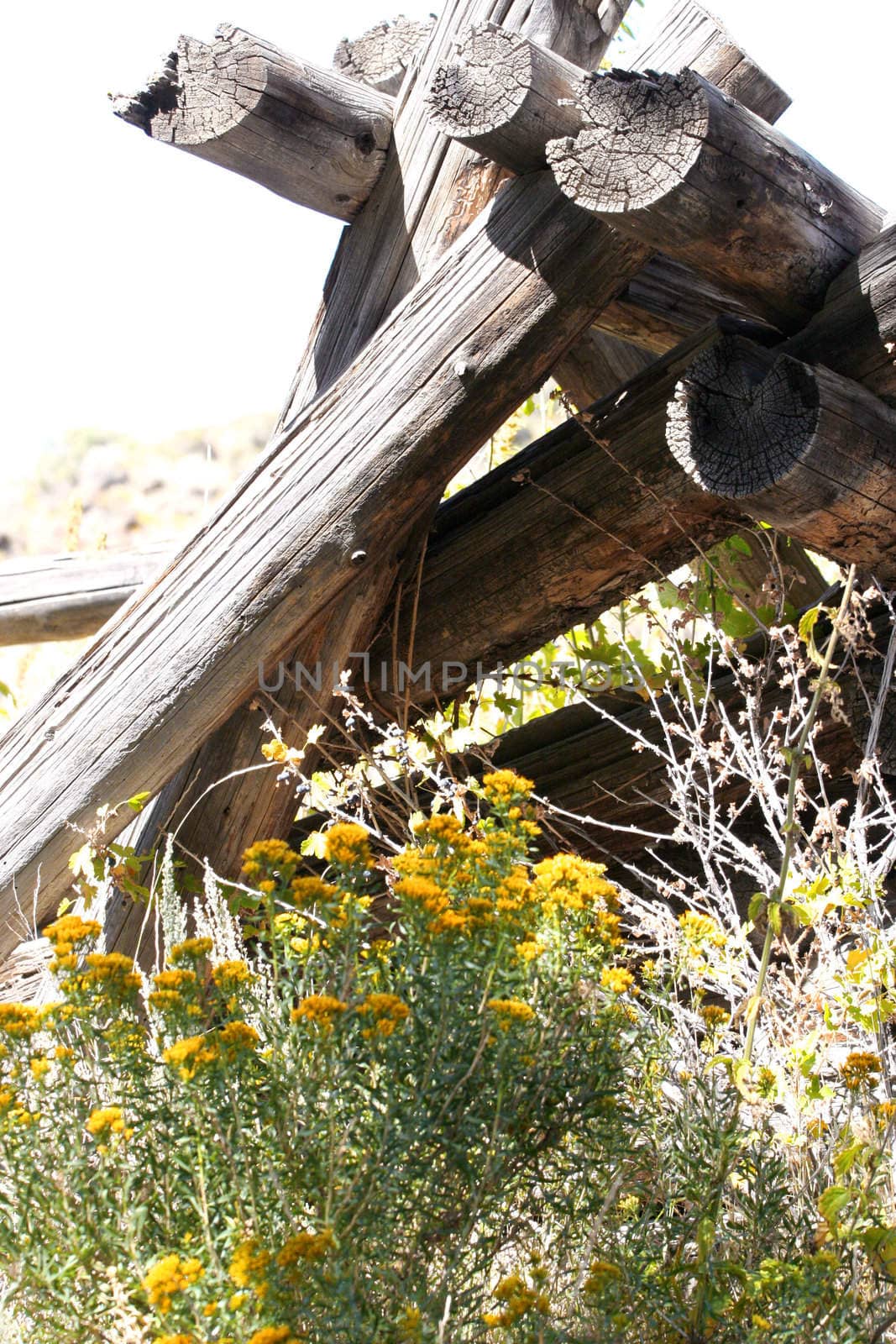 Part of an abandoned cabin with yellow widlflowers and sage brush