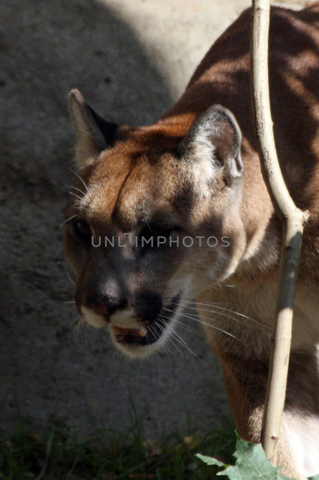 Cougar/Mountain Lion.  Photo taken at Oregon Zoo, Portland.