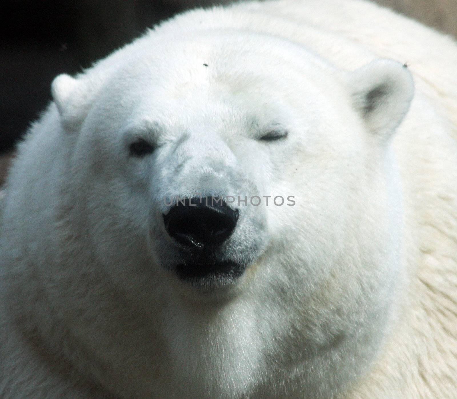 Polar Bear.  Photo taken at Oregon Zoo, Portland. by sandsphoto
