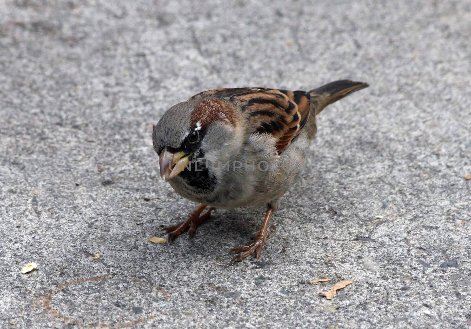 House Sparrow.  Photo taken at Oregon Zoo, Portland. by sandsphoto