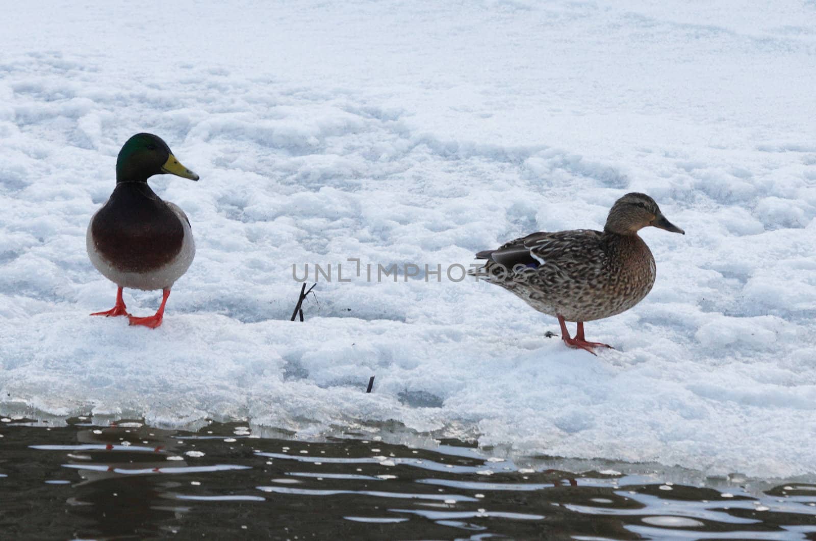 Mallard Duck.  Photo taken at Lower Klamath National Wildlife Refuge, CA. by sandsphoto