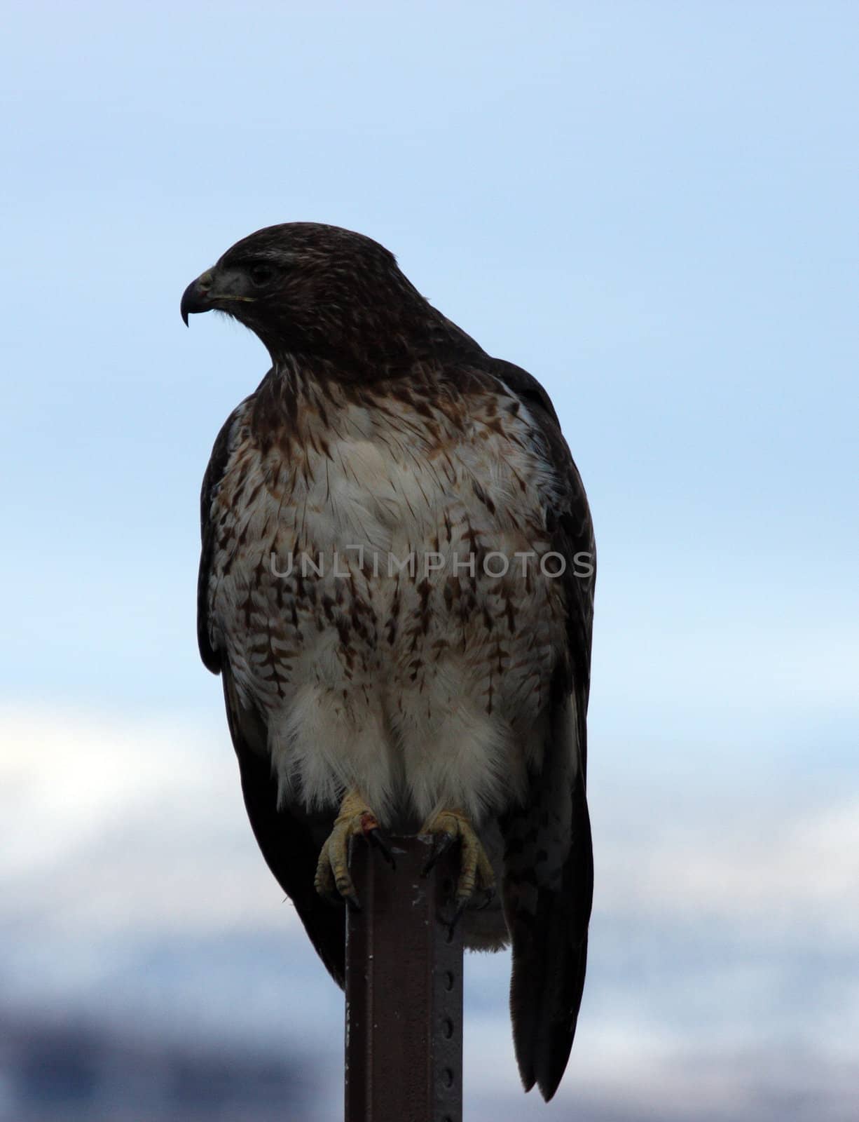 Red Tailed Hawk.  Photo taken at Lower Klamath National Wildlife Refuge, CA. by sandsphoto