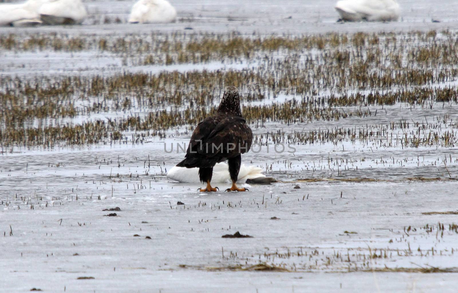 Bald Eagle.  Photo taken at Lower Klamath National Wildlife Refuge, CA. by sandsphoto