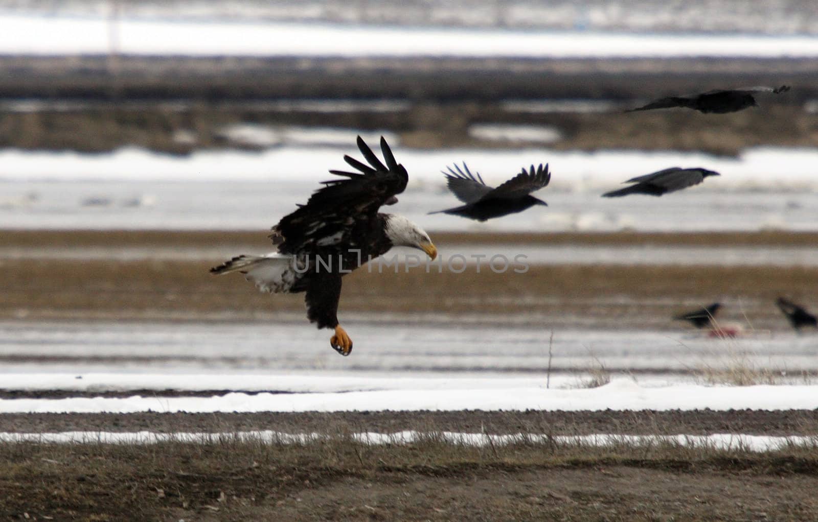 Bald Eagle.  Photo taken at Lower Klamath National Wildlife Refuge, CA. by sandsphoto