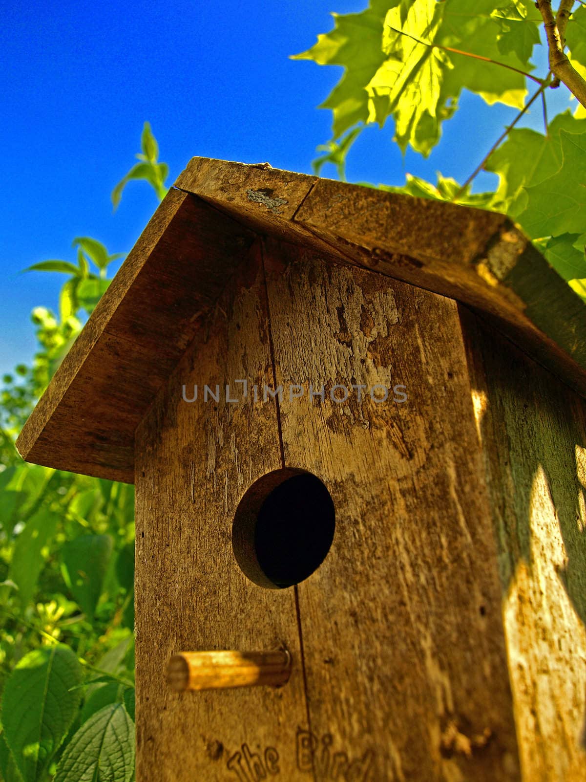 a birdhouse in a maple tree with a blue sky