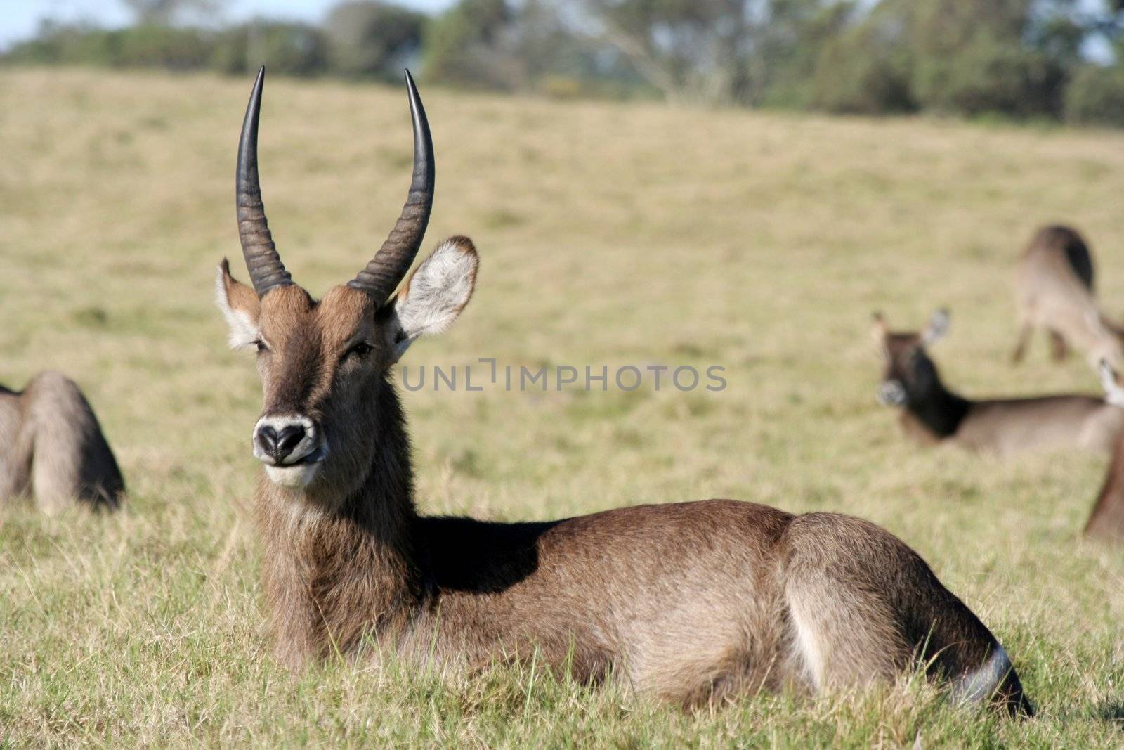 Waterbuck male with large curved horns resting on the African grassland