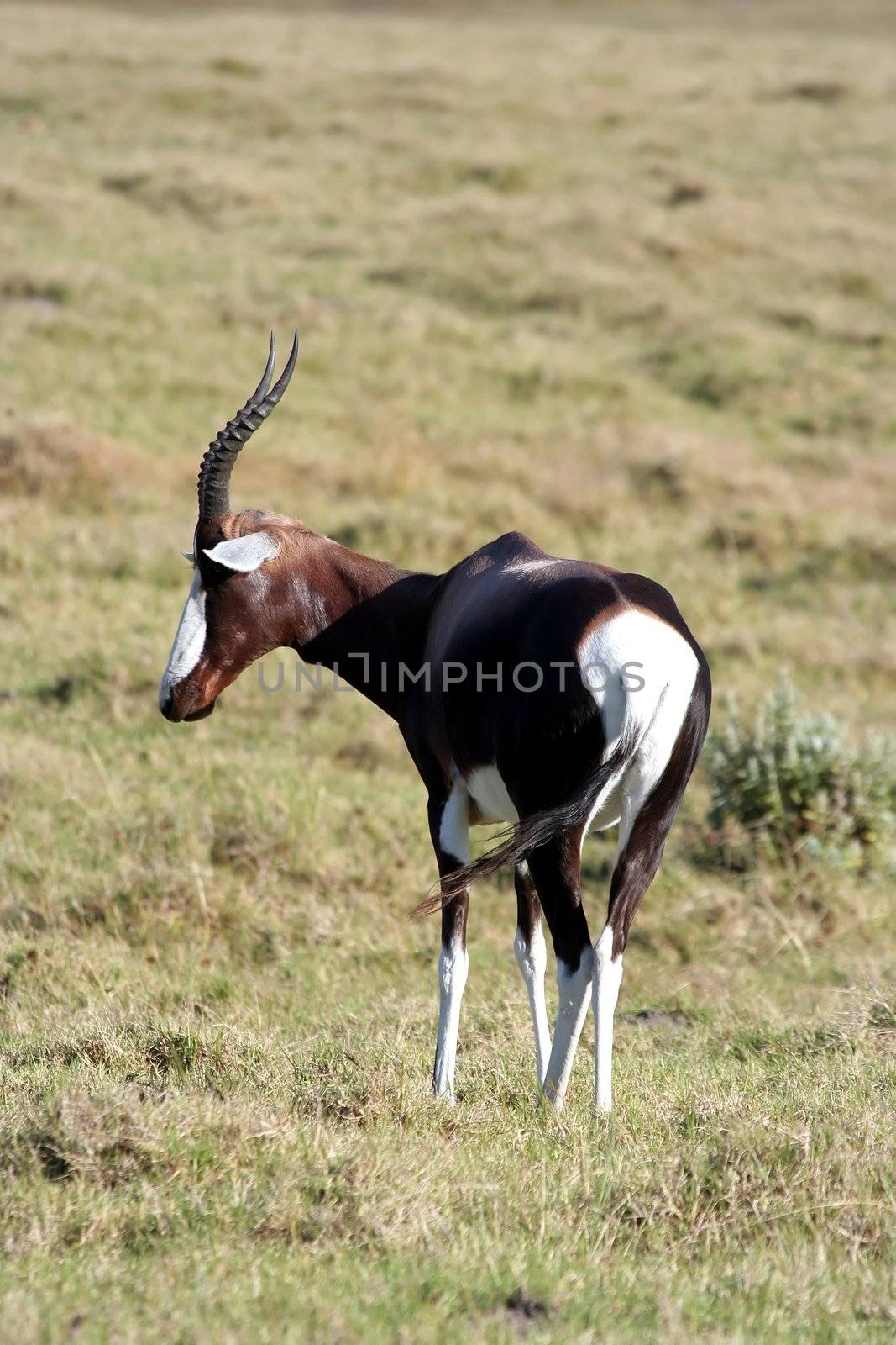 Striking Bontebok antelope on the African planes