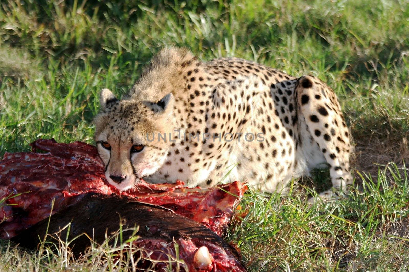 Cheetah at Carcass by fouroaks
