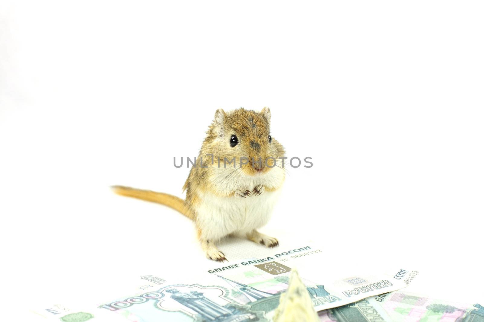 The mouse and money by fedlog