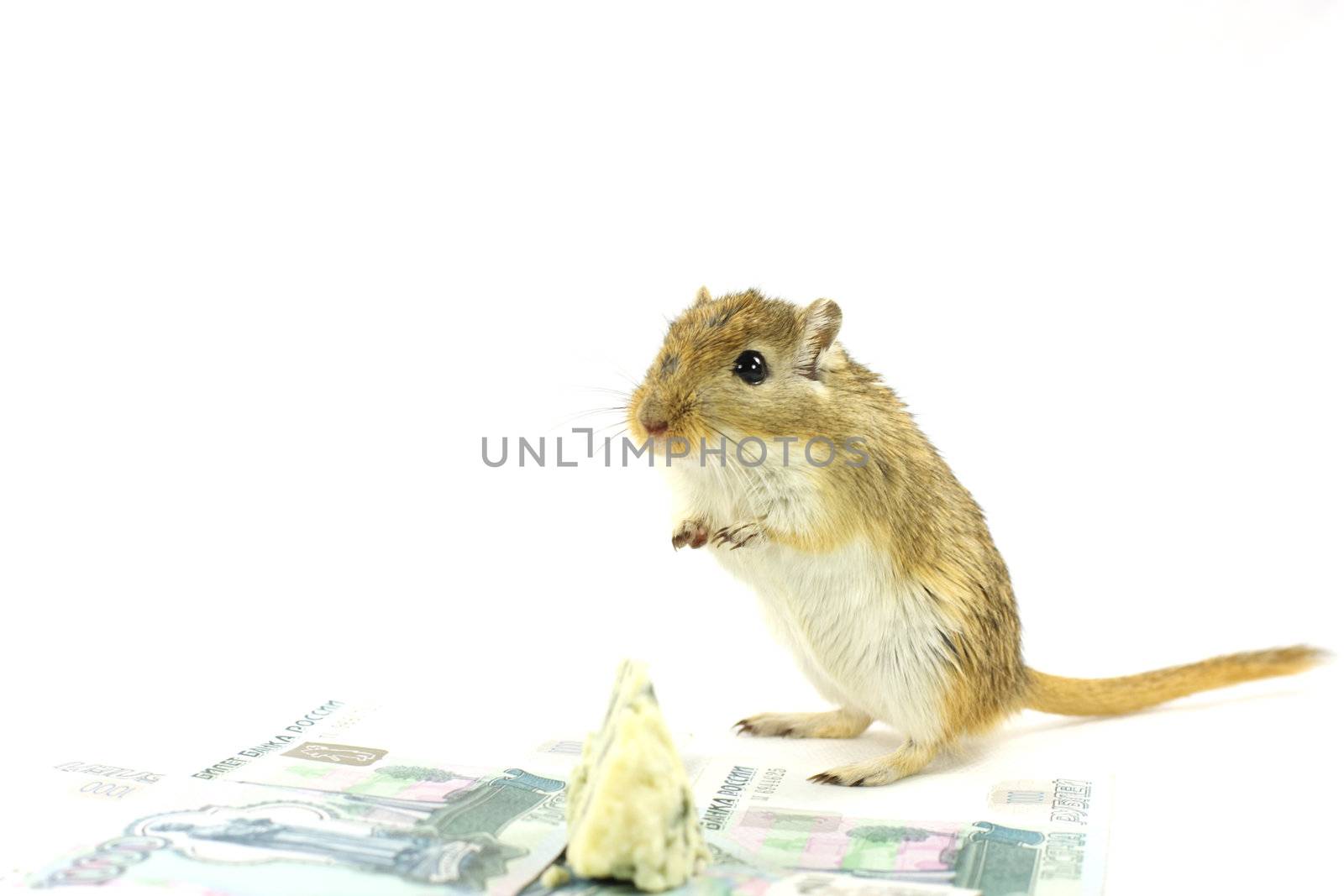the mouse, a rat, money, cheese, denominations, costs, the finance, meal, business 