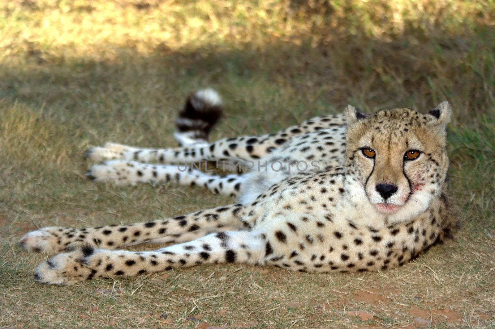 Beautiful cheetah with long legs lying down and resting