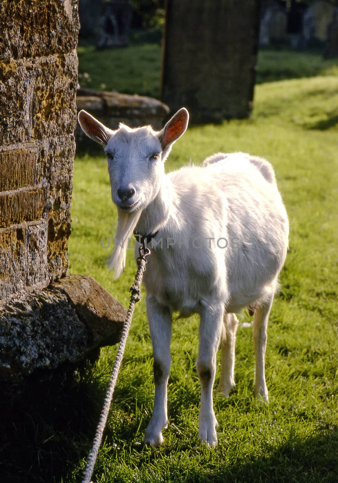 A goat tied up in a churchyard keeping the grass short.