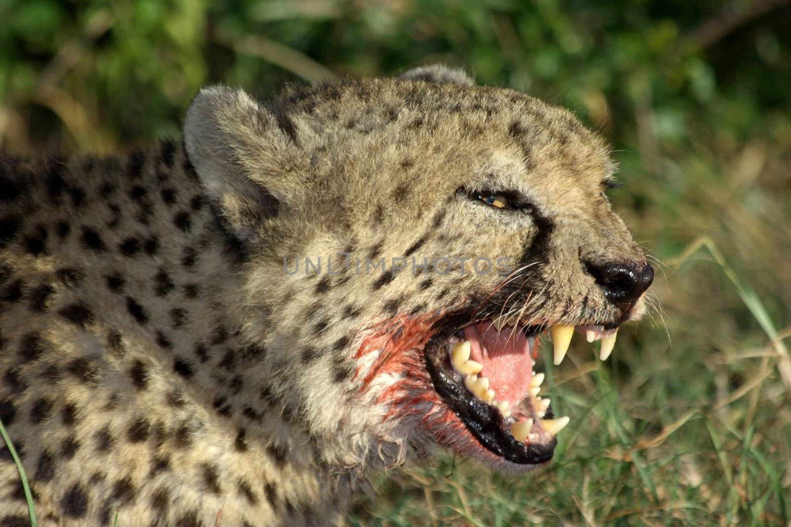 Snarling Cheetah with blood on it's face and showing big teeth