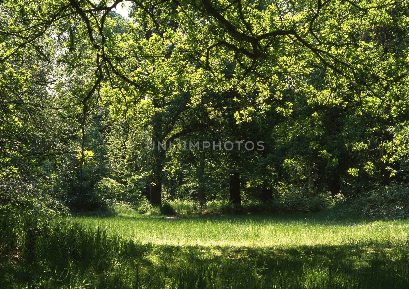 Sun shining through onto an open space in woodland