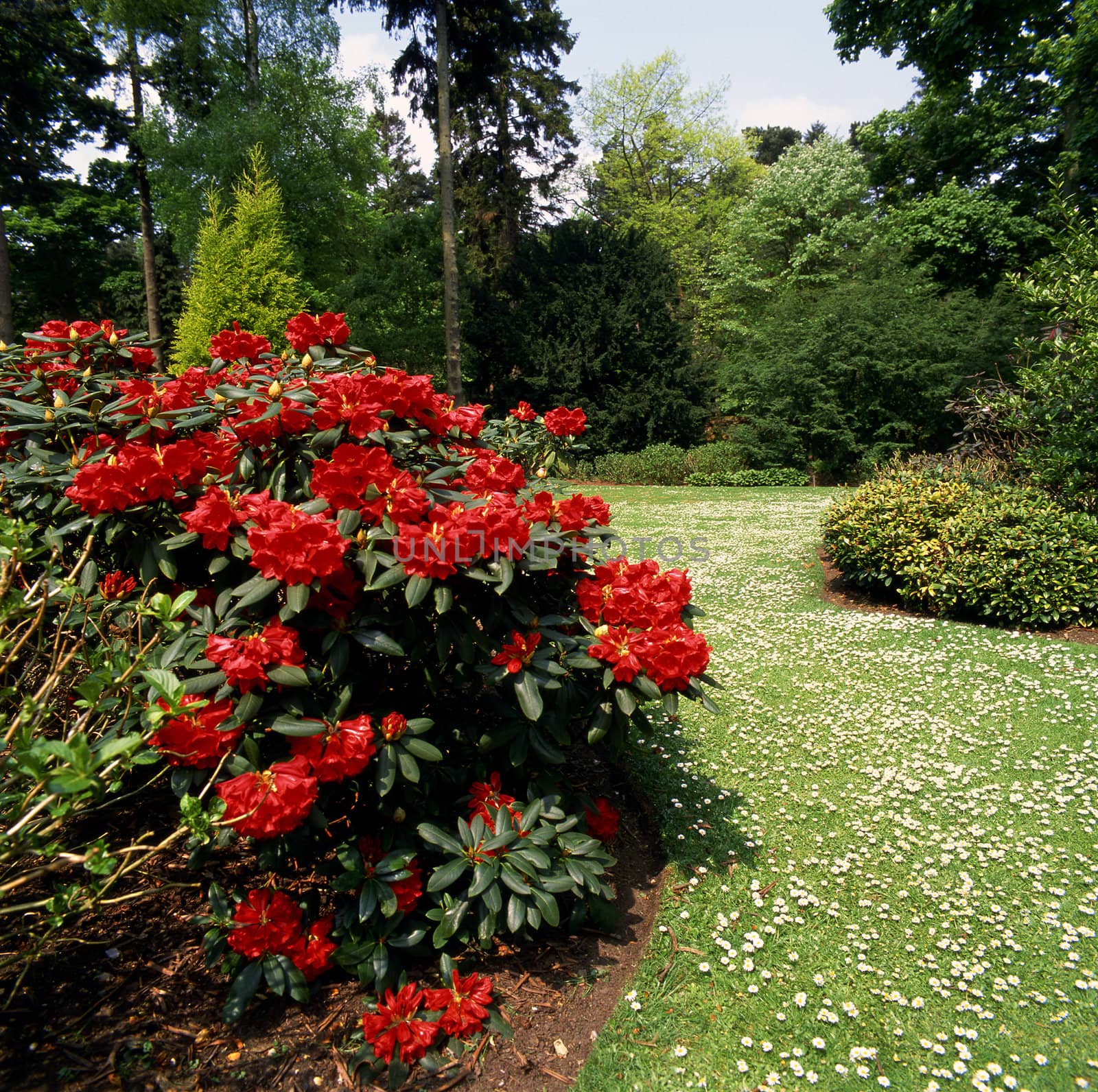 Formal garden with a red Rhodendrum bush in foreground