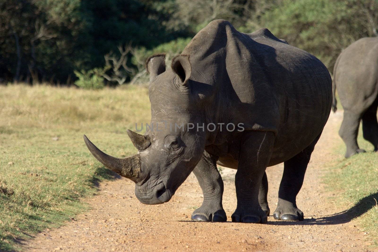 White Rhino profile by fouroaks