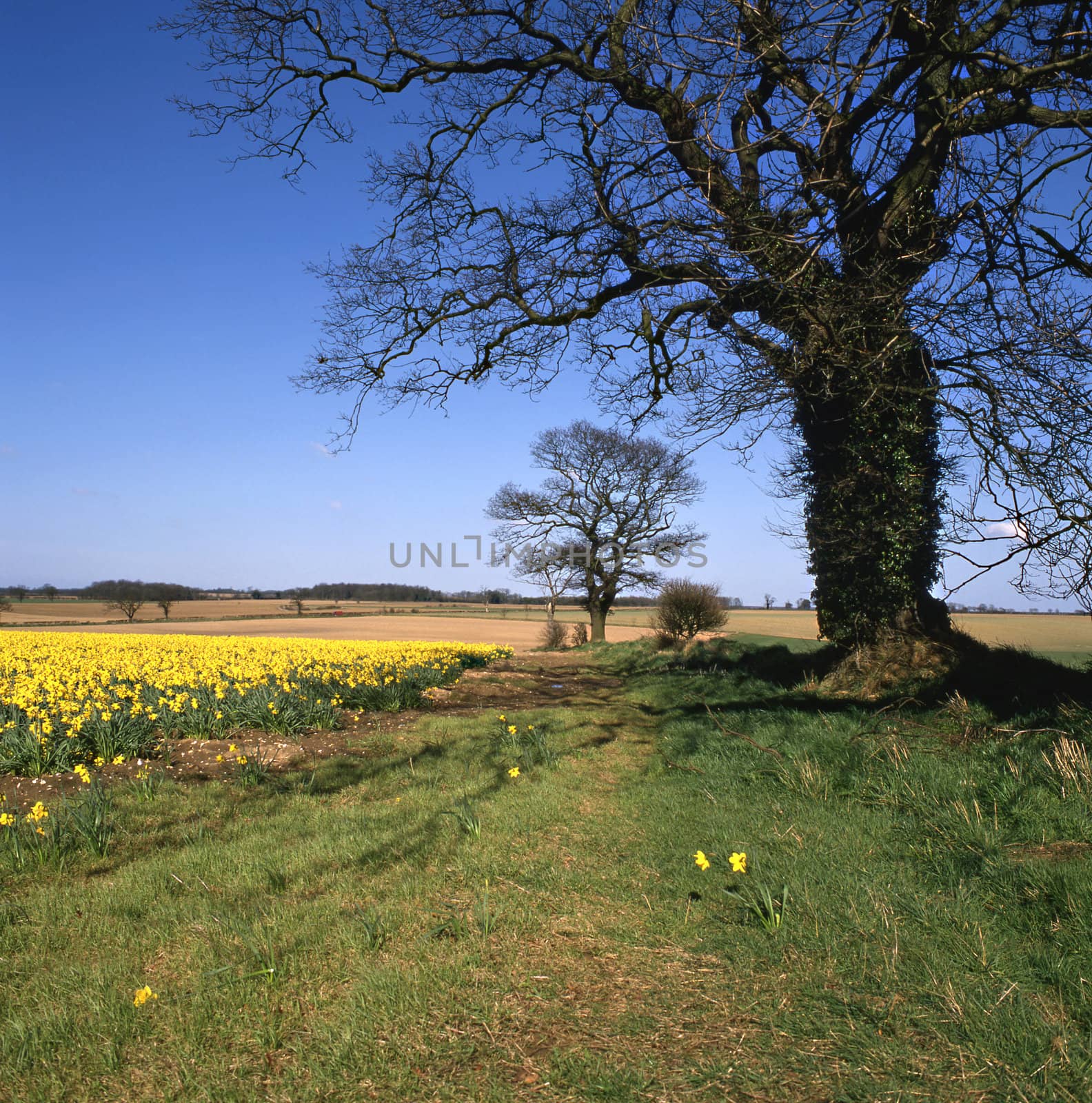 Country lane in springtime with daffodils in fields