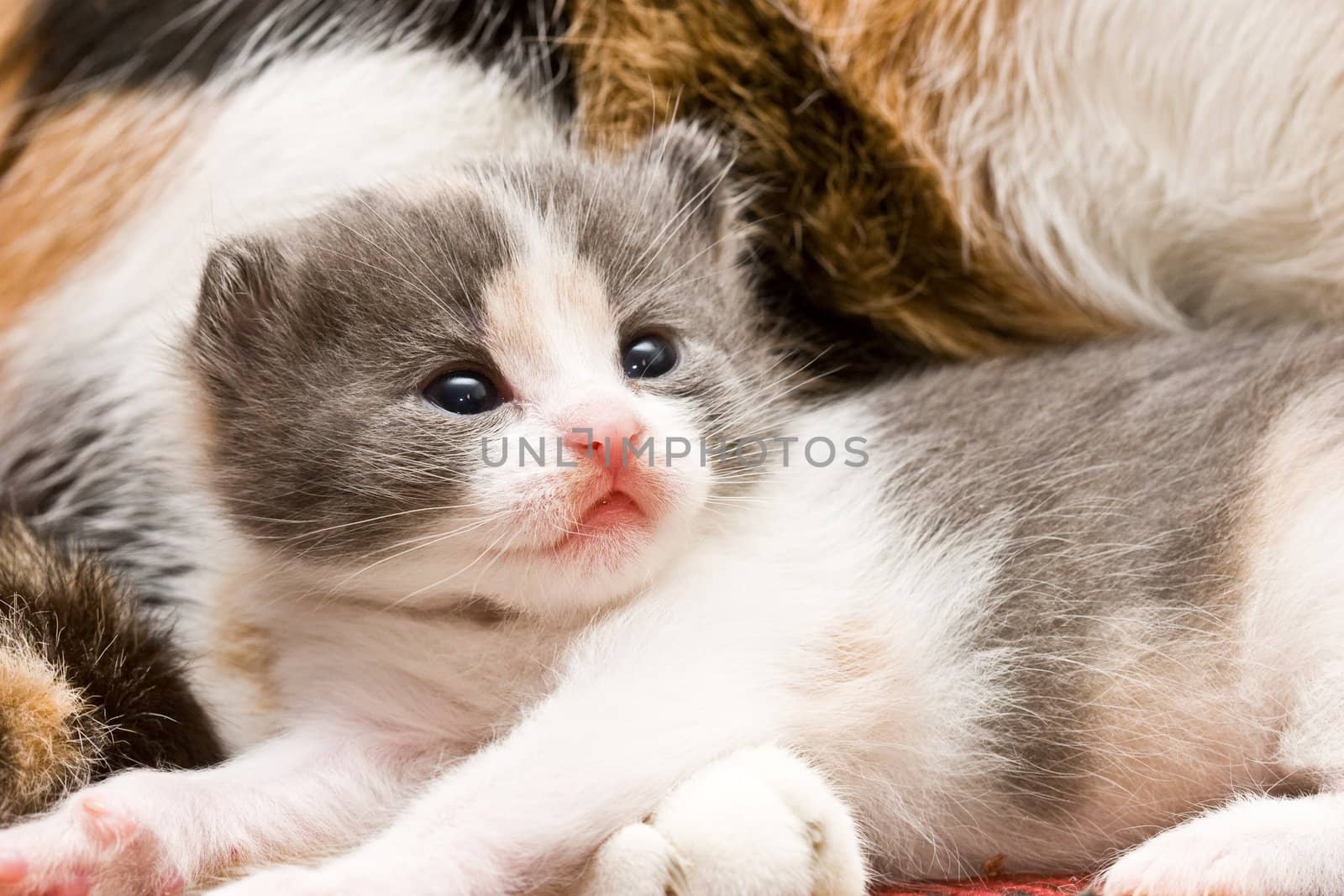 animal series: close up of little fluffy cat