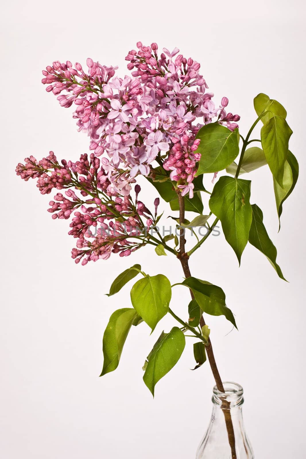 Purple lilac branch on the bowl over light background