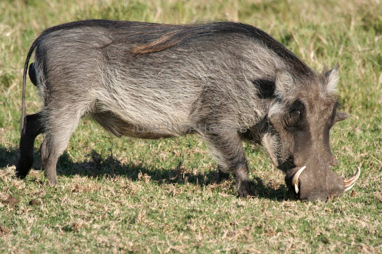 Big male or boar warthog grazing on African grassland