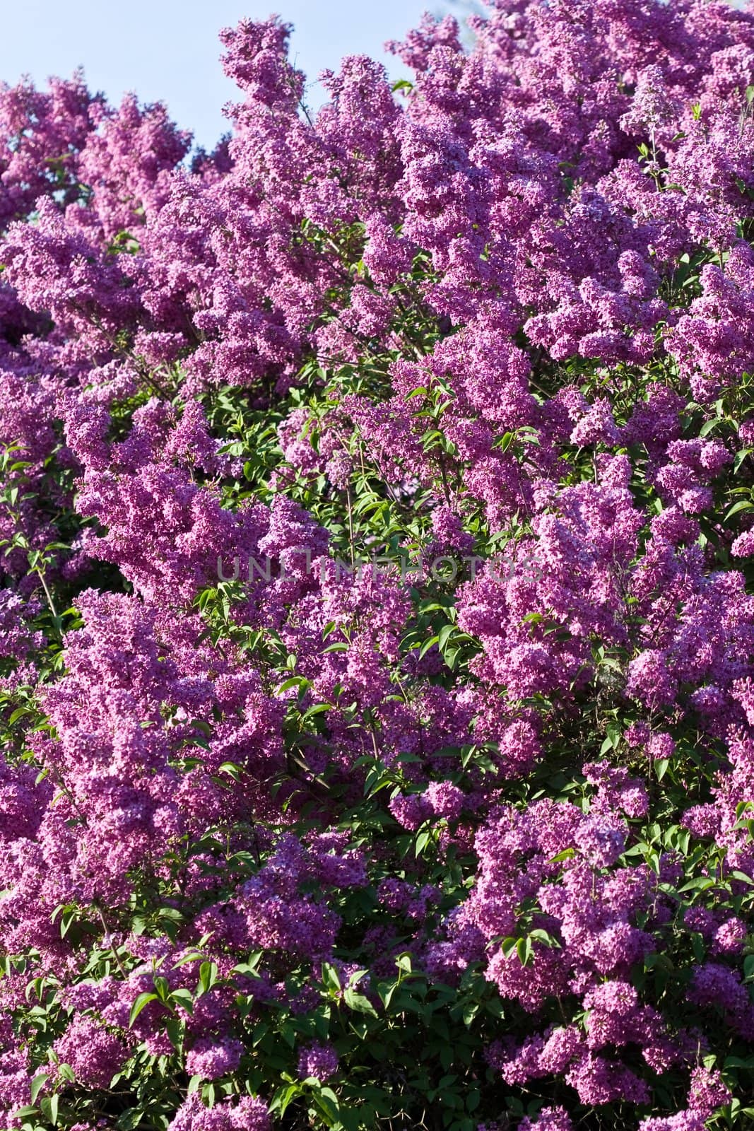 nature series: lilac bush in the spring