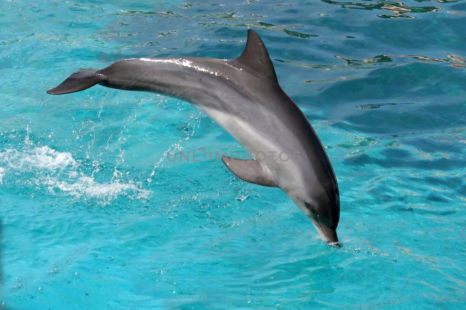 Bottlenose dolphin jumping over an outstretched pole