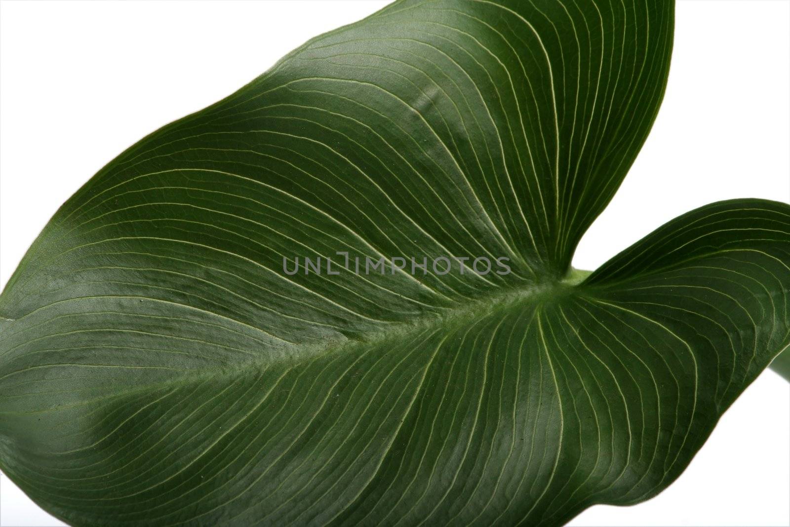 Green Lily Leaf by fouroaks