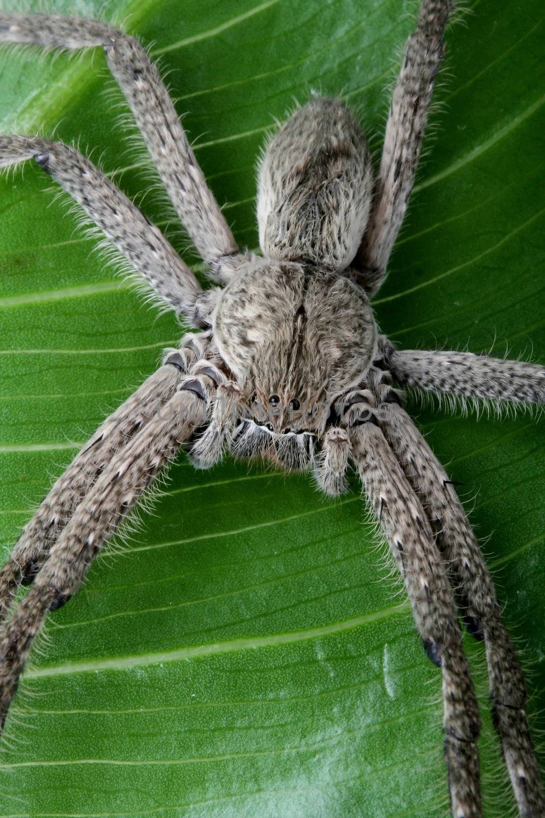 Close up of a hairy tarantula spider on a green laef showing it's eyes