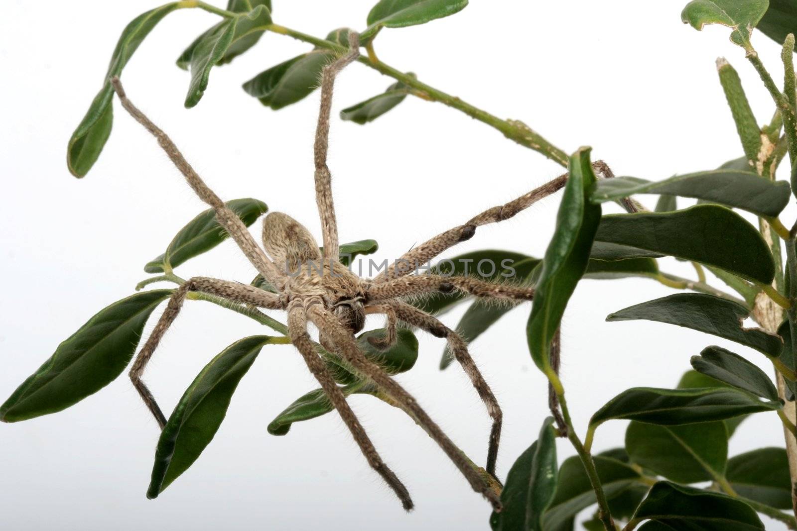 Close up of a hairy tarantula spider in a leafy tree