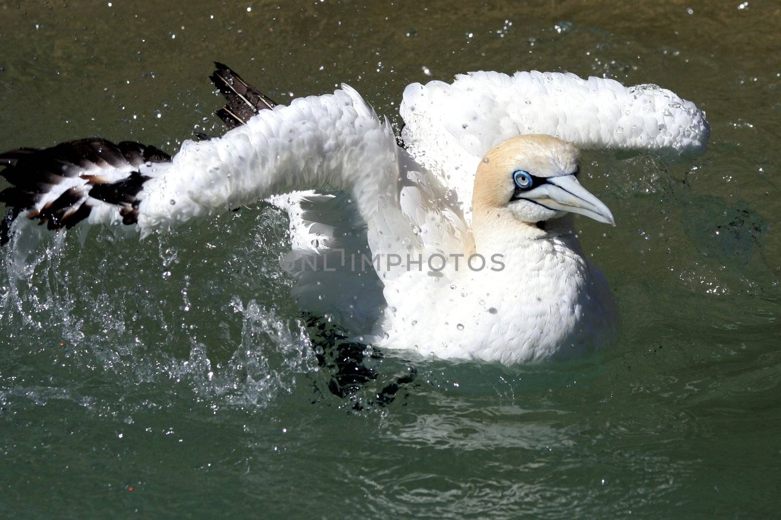 Blue eyed gannet bird splashing in the sea to wash itself