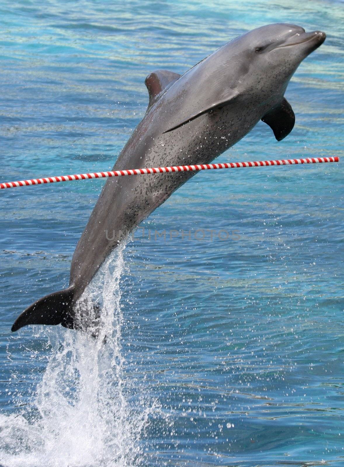 Bottlenose dolphin jumping over an outstretched pole
