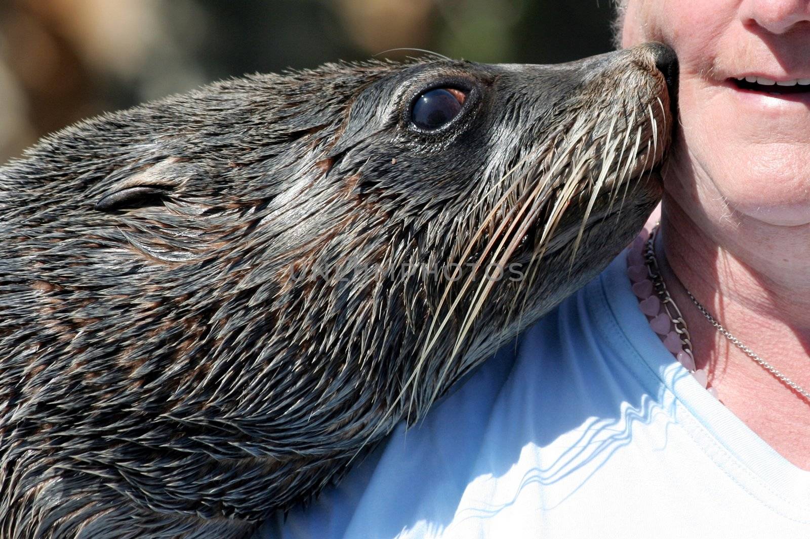 Cape Fur Seal kissing the cheek of a woman