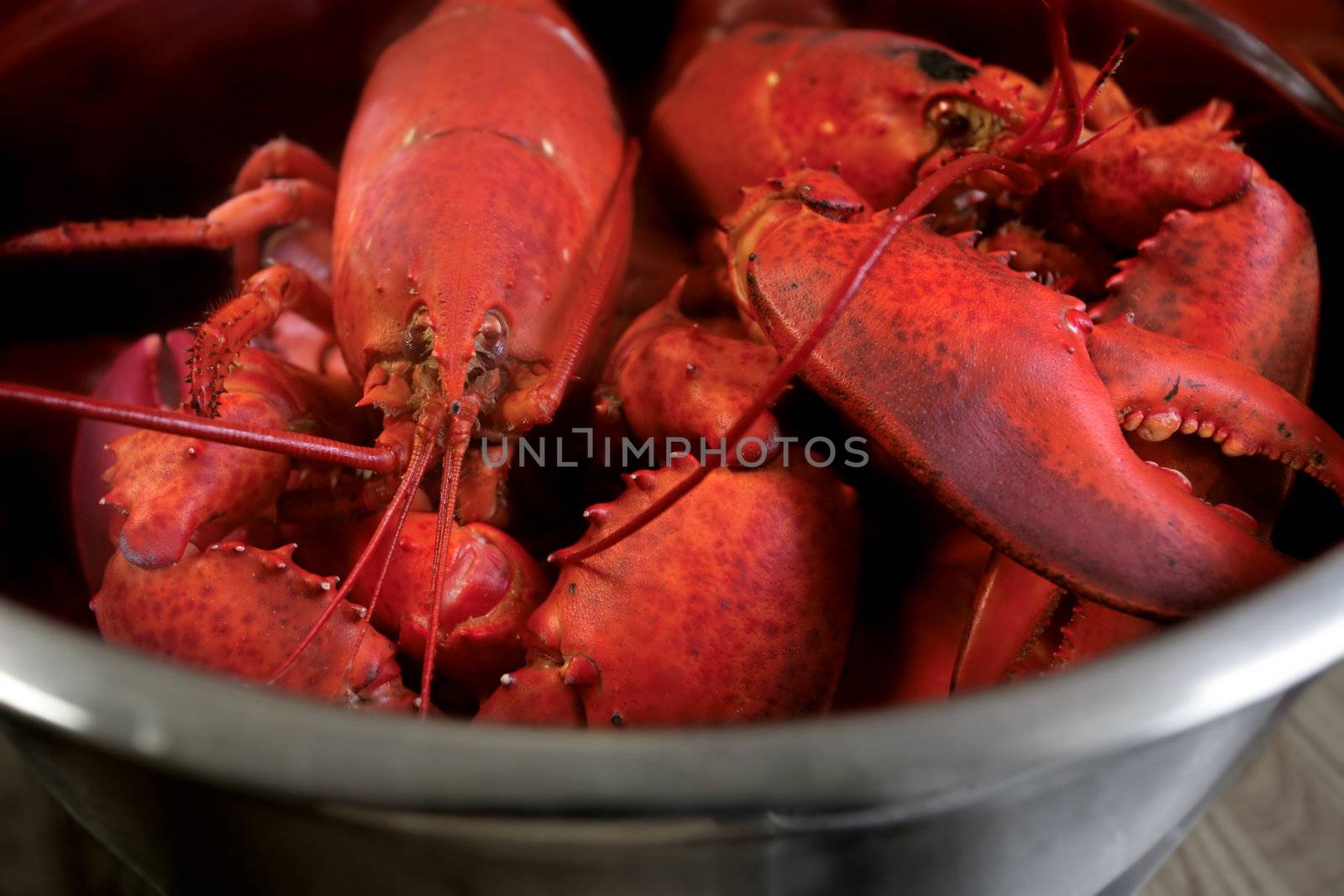 A pot of boiled lobster from Nova Scotia, Canada.