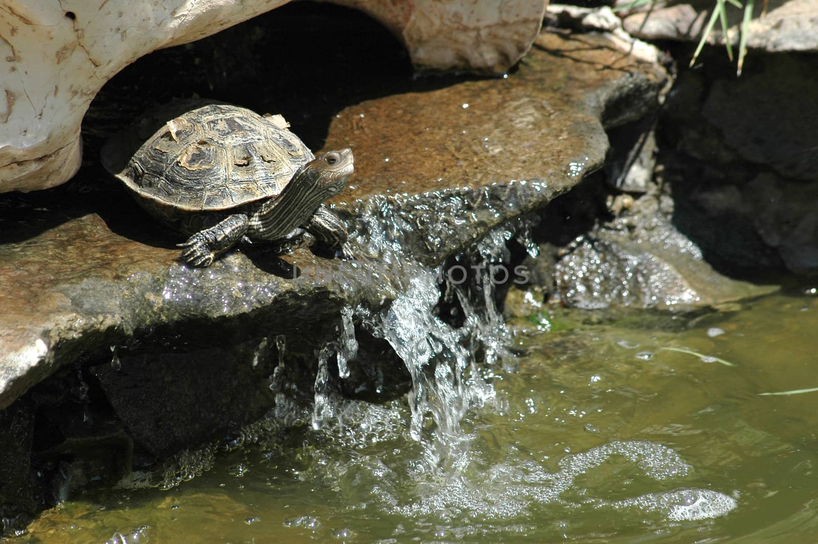 tortoise jumping into the water