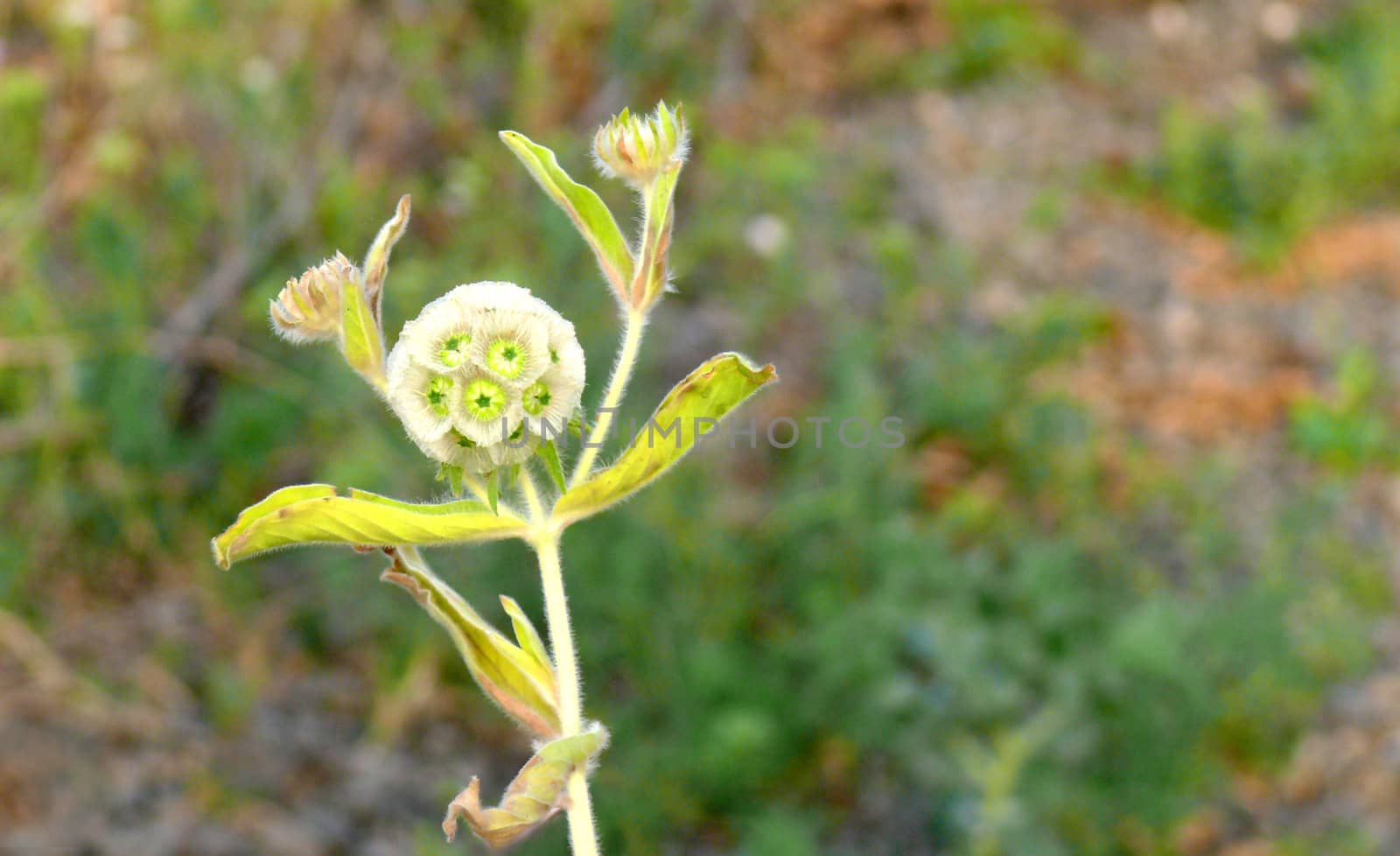 dancing yellow flower on a green background