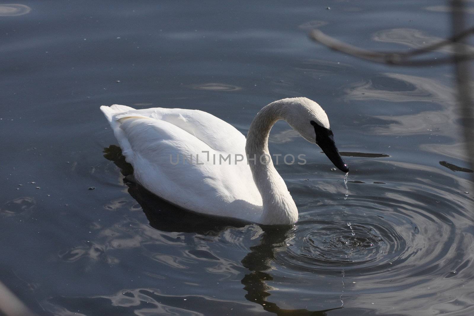 The swan, white, water, a pond, a zoo, a drop to float, a bird, a neck, a feather, a wing