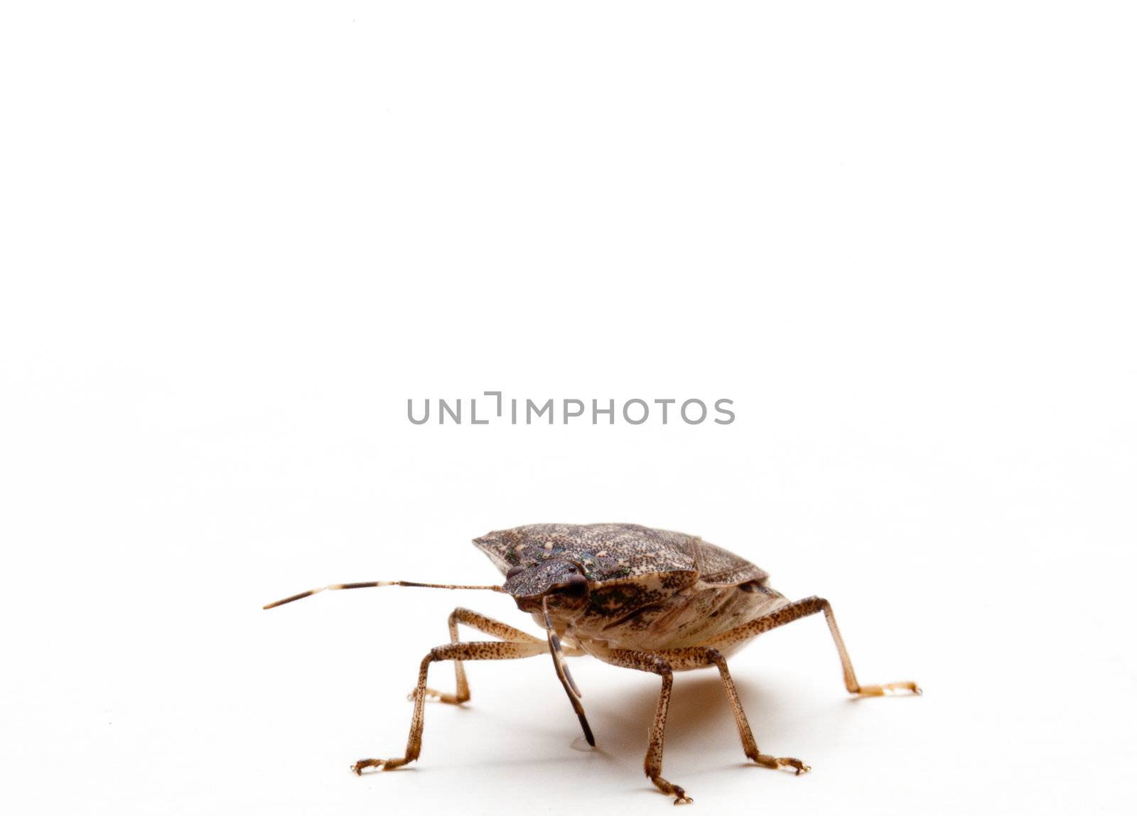 Brown Marmorated Stink Bug or Shield Bug isolated against white background