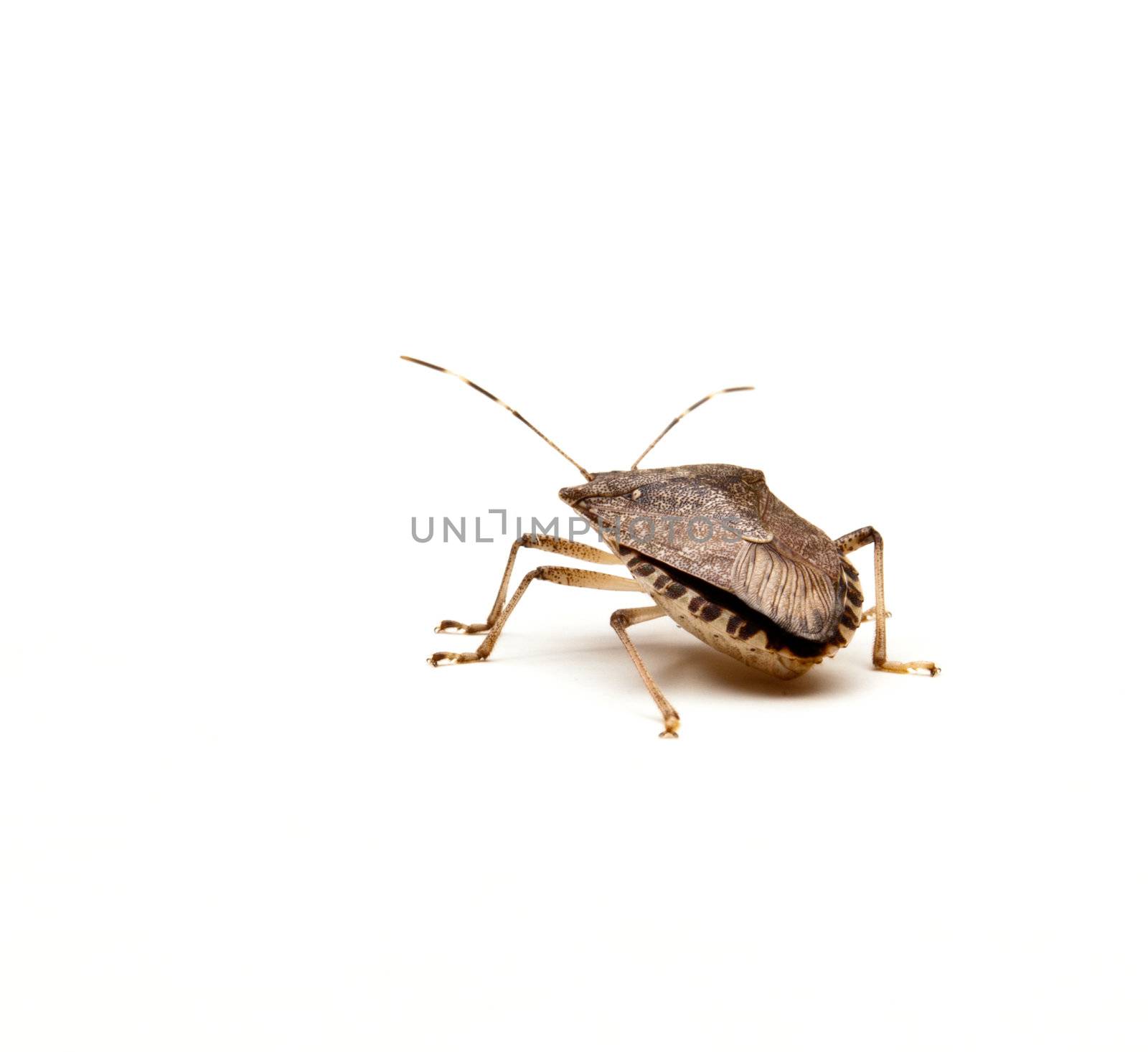 Brown Marmorated Stink Bug or Shield Bug isolated against white background