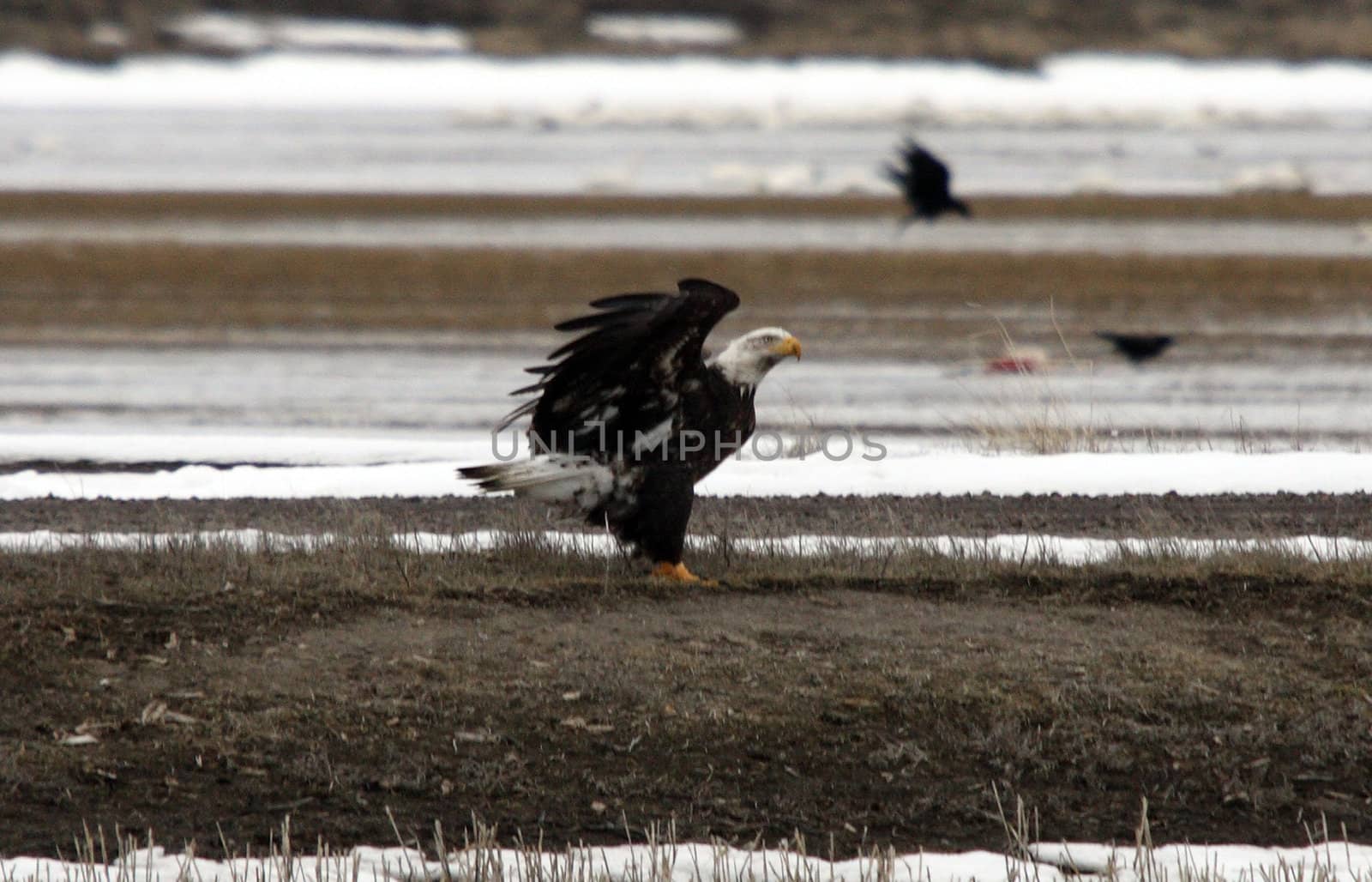 Bald Eagle.  Photo taken at Lower Klamath National Wildlife Refuge, CA. by sandsphoto