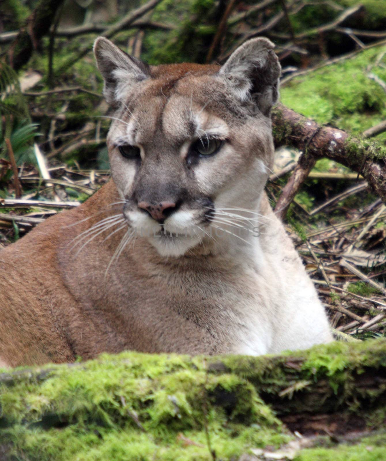 Cougar/Mountain Lion.  Photo taken at Northwest Trek Wildlife Park, WA. by sandsphoto