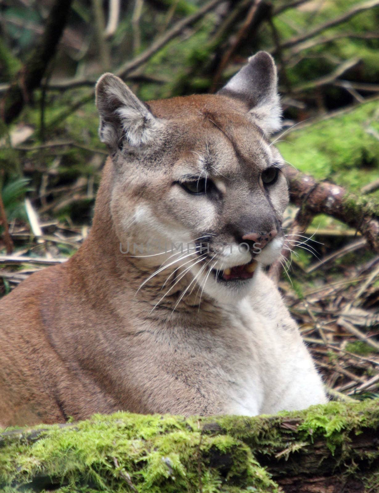 Cougar/Mountain Lion.  Photo taken at Northwest Trek Wildlife Park, WA. by sandsphoto